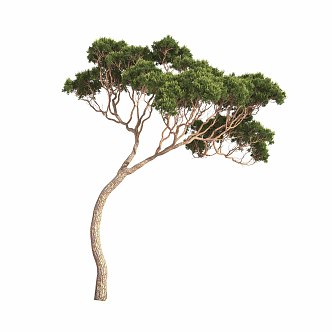 Italian stone pine Mediterranean plant 3d model