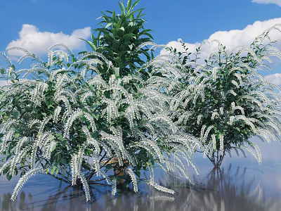 Beautiful White Flowers and Green Foliage Against Blue Sky with Clouds and Water Reflection 3d model