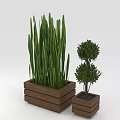 Tall Linear Green Leaf Plants And Two Tiered Spherical Shrubs In Wooden Planters