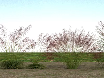 Ornamental Grasses With Purple Plumes And Green Foliage In Grassland Under Clear Sky 3d model