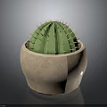 Green Cactus Plant with Spiky Thorns in Terracotta Pot on Dark Reflective Surface