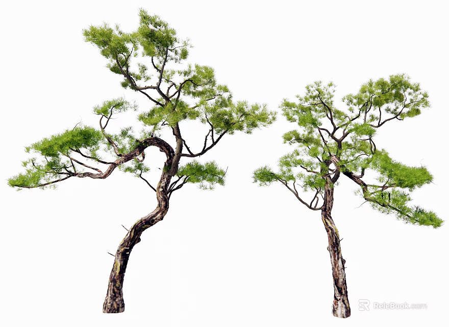 Two Arbor Trees with Curved Trunks Lush Green Foliage and Elegant Branch Structures 3d model