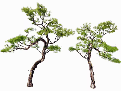 Two Arbor Trees with Curved Trunks Lush Green Foliage and Elegant Branch Structures 3d model
