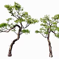 Two Arbor Trees with Curved Trunks Lush Green Foliage and Elegant Branch Structures 3d model
