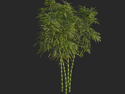 Lush Green Bamboo Plants With Slender Stems And Fresh Leaves 3d model