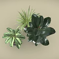 Various Indoor Green Plants in Stylish Marble and Ceramic Planters for Home Decor