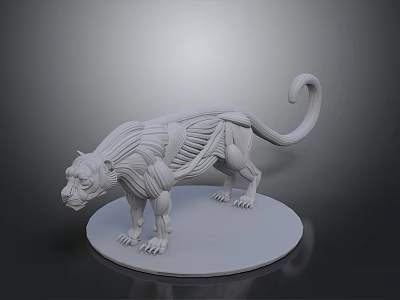 Detailed Leopard Muscle Anatomy Model With Visible Muscular Structure On Circular White Base Educational Sculpture 3d model