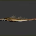 Unique Fish With Spiny Fins Elongated Body And Brown Orange Coloration
