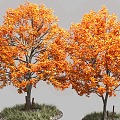 Beautiful landscape trees Maple trees Autumn trees Beautiful trees Red trees Yellow trees 3d model