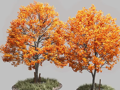 Tall Trees With Bright Orange Leaves And Sturdy Trunks Surrounded By Lush Green Grass 3d model