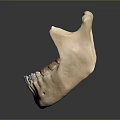 Game Movie Character Detailed Mandible Model With Realistic Teeth Structure Design