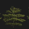 Various Arbor Tree Species Including Tabebuia Phoenix White Orchid And Cornus Trees 3d model