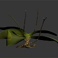 Orchid Plant Organs With Green Leaves Brown Stems And Hairy Roots On Dark Background