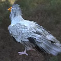 Griffon Vulture Featuring Grey Feathers And Yellow Head Standing On Natural Grassy Field With Trees