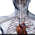 Detailed 3D Illustration of Human Chest Organs Showing Heart Rib Cage and Blood Vessels