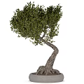 Bonsai Tree With Twisted Trunk Exposed Roots And Lush Green Leaves For Indoor Decor