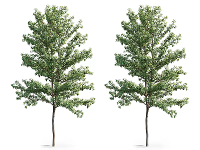 Twin Arbor Trees With Lush Green Foliage Straight Trunks And Symmetrical Shape 3d model