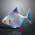 Transparent Fish with Blue Fins Red Accents and Shiny Body on Gray Background