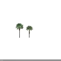 Two Tall Palm Trees With Lush Green Fronds And Textured Trunks Isolated On White Background