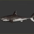 Realistic 3D Rendered Shark With Open Mouth And Sharp Teeth On Grey Background 3d model