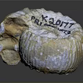 Carved Shell Shaped Sculpture With Engraved Text K30177 PRIMROSE And Textured Surface