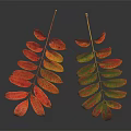 Vibrant Red and Yellow Autumn Leaves with Green Veins on Black Background