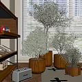 Multiple Bonsai Potted Plants In Wooden Pots Indoor With Natural Light And Shelf