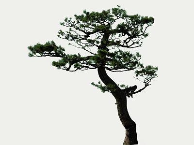 Unique Shaped Pine Tree With Curved Trunk And Lush Green Foliage 3d model