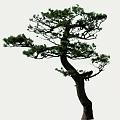 Unique Shaped Pine Tree With Curved Trunk And Lush Green Foliage