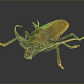 Reddish Brown Beetle With Long Antennae And Orange Legs On Dark Background