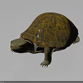 Detailed 3D Rendered Turtle With Orange And Black Patterned Shell