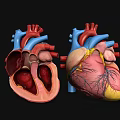 Human Heart Anatomical Models With Detailed Internal Structure And Chambers 3d model