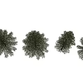 Four Different Types of Pine Trees with Green Foliage and Coniferous Branches