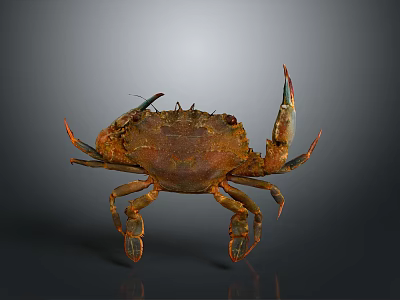 Marine Brown Crab With Large Claws Long Legs And Detailed Exoskeleton 3d model