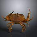 Marine Brown Crab With Large Claws Long Legs And Detailed Exoskeleton