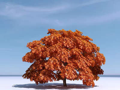 Vibrant Orange Red Leaf Tree Against Clear Blue Sky And Light Ground With Distinct Shadow 3d model