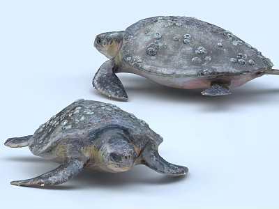 Two Aquatic Sea Turtles With Textured Shells In Realistic 3D Rendered Scene 3d model