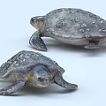 Two Aquatic Sea Turtles With Textured Shells In Realistic 3D Rendered Scene