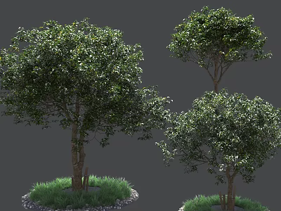 Three Arbor Trees With Green Leaves And Trunks Growing On Grass Covered Ground 3d model