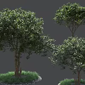 Three Arbor Trees With Green Leaves And Trunks Growing On Grass Covered Ground 3d model