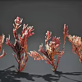 Colorful Red Pink Aquatic Plants with Branching Feathery Foliage for Aquarium Decor