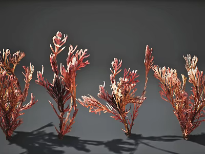 Colorful Red Pink Aquatic Plants with Branching Feathery Foliage for Aquarium Decor 3d model