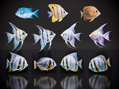 Colorful Aquatic Animals Various Species With Striped Patterns And Vibrant Fins 3d model