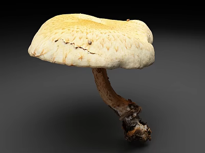 Wild Mushroom With Yellowish White Textured Cap And Brown Stem Base 3d model