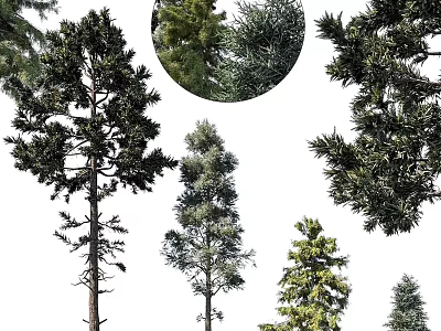 Various Types of Arbor Trees With Tall Trunks And Diverse Foliage Shapes 3d model
