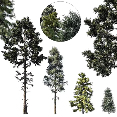 Various Types of Arbor Trees With Tall Trunks And Diverse Foliage Shapes 3d model