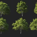 Arbor Trees Displaying Green Canopies And Brown Trunks In Various Forms 3d model