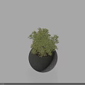 Lush Green Potted Bonsai Plant in Modern Black Round Pot with Light Blue Background
