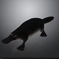 Realistic Platypus 3D Model With Black Body Pink Belly Duck Bill Webbed Feet And Tail