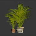 Three Green Palm Plants in Different Ceramic Pots on Dark Surface 3d model